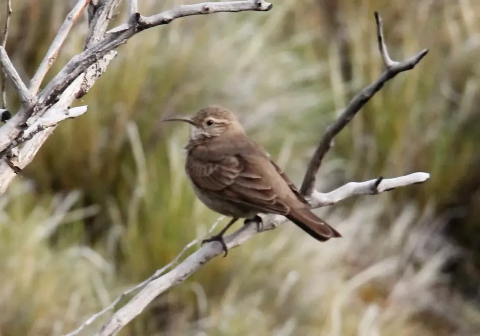 File:Scale-throated Earthcreeper (Upucerthia dumetaria) (15958460731).jpg