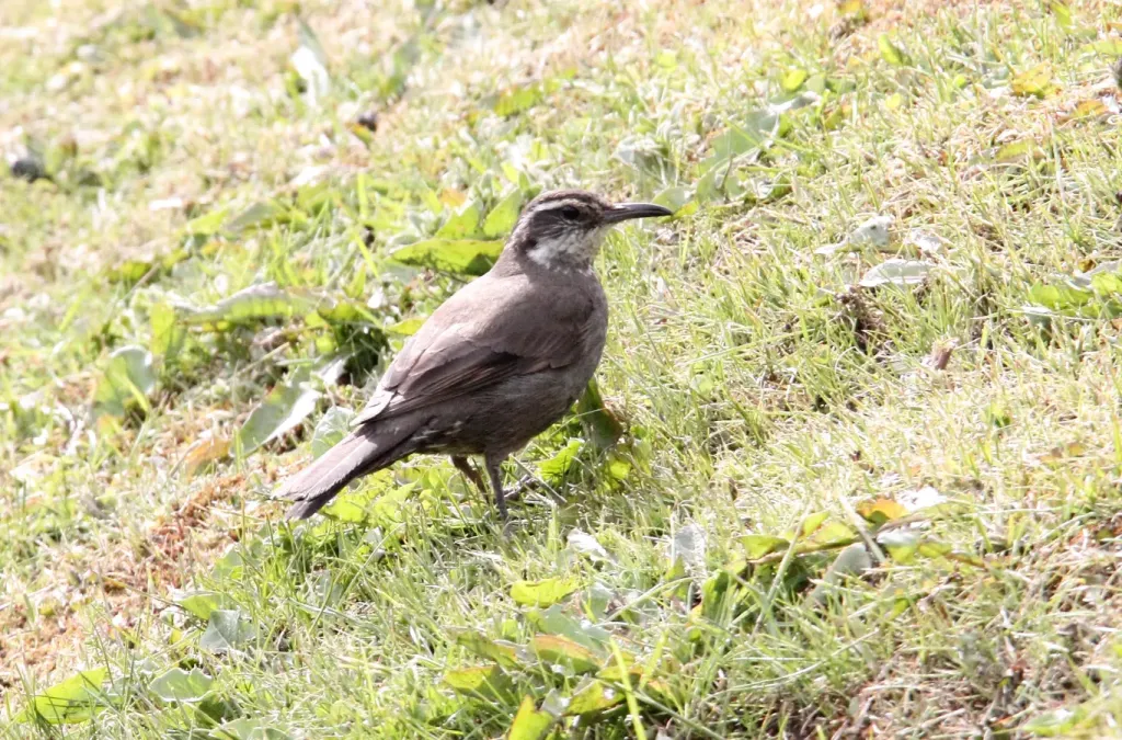 File:Dark-bellied Cinclodes (Cinclodes patagonicus) (15773039218).jpg