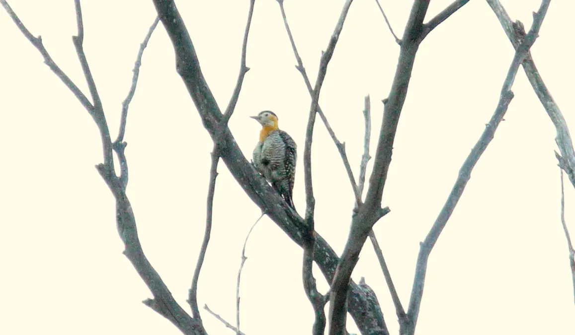 File:Campo Flicker (Colaptes campestris) (15959504942).jpg