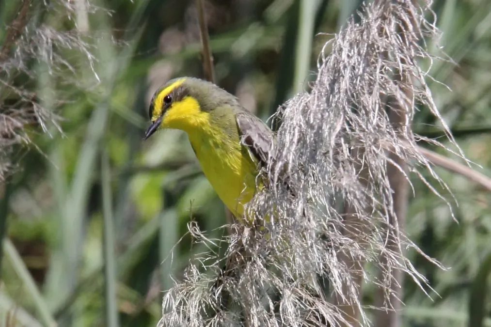 File:Yellow-browed Tyrant (Satrapa icterophrys) (15960567565).jpg