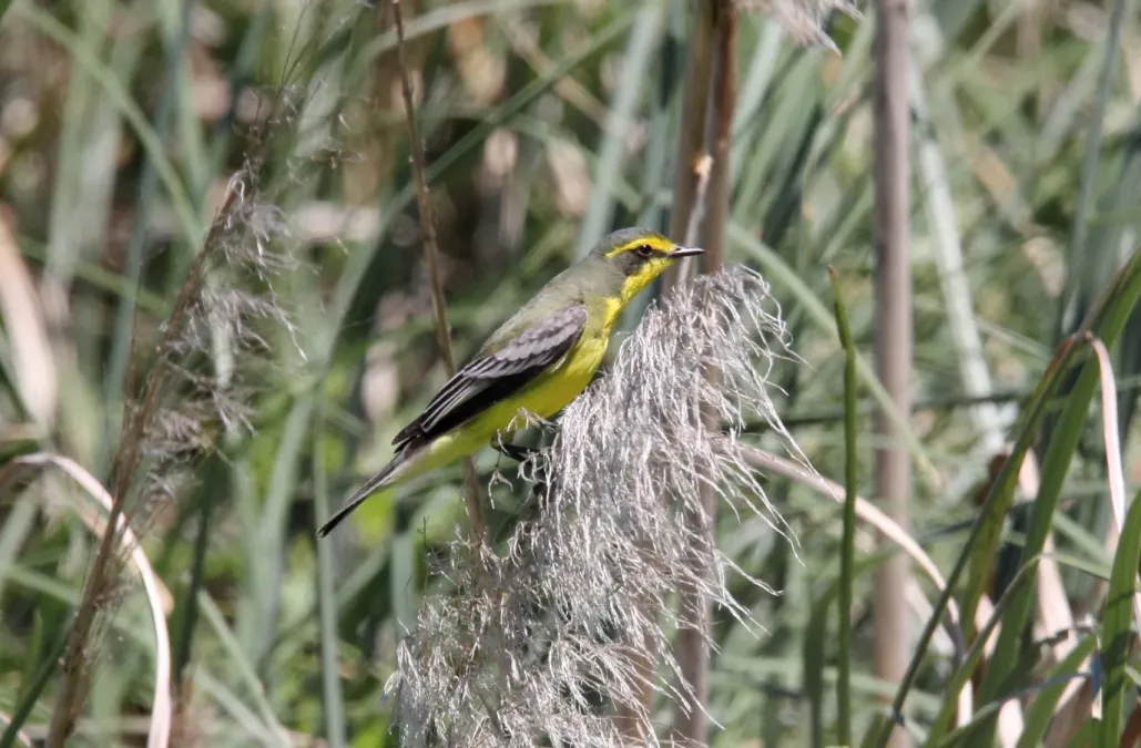 File:Yellow-browed Tyrant (Satrapa icterophrys) (15338302124).jpg