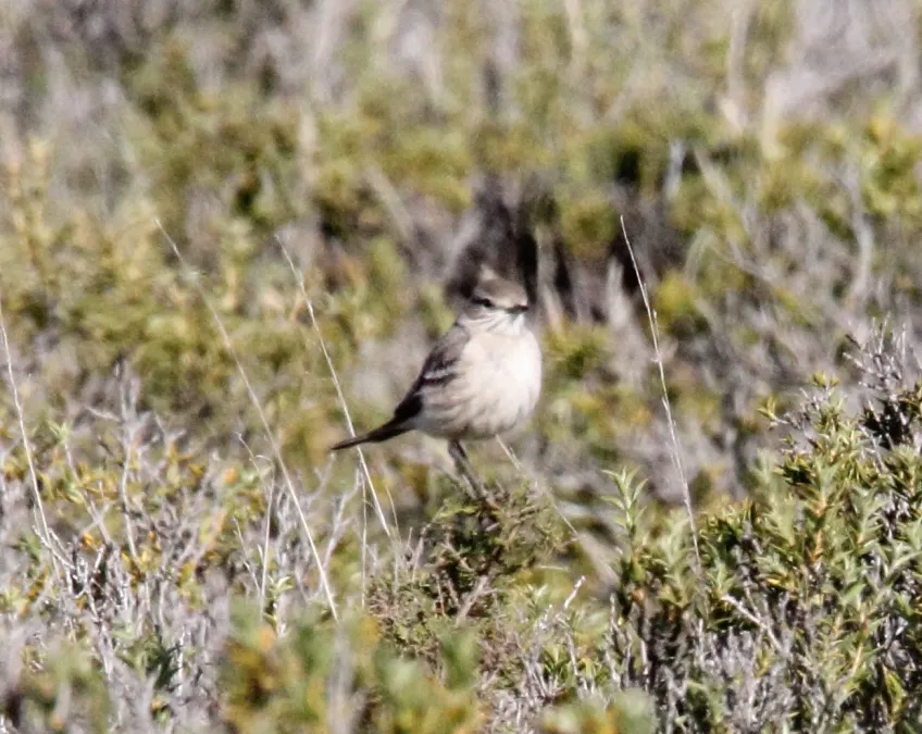 File:Lesser Shrike-tyrant (Agriornis murinus) (15340988473).jpg