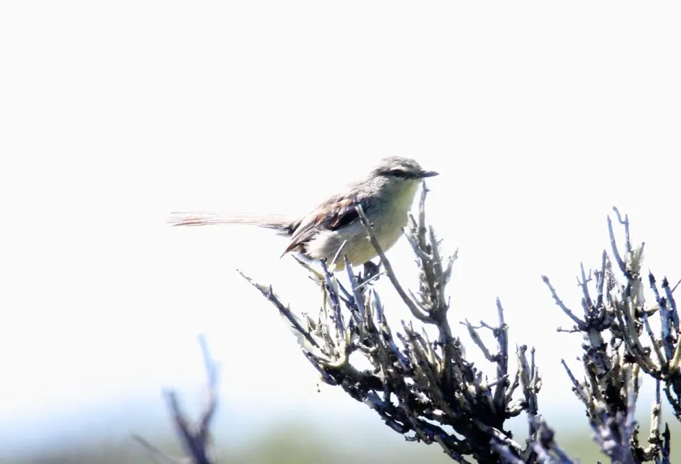 File:Greater Wagtail-tyrant (Stigmatura budytoides) (15959961382).jpg