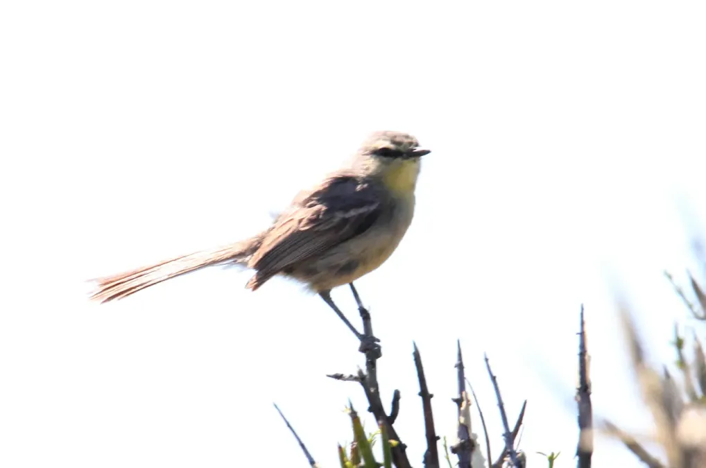 File:Greater Wagtail-tyrant (Stigmatura budytoides) (15773334220).jpg