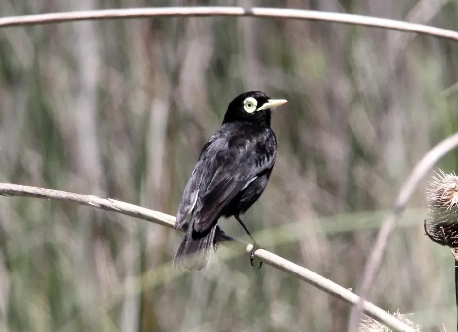 File:Spectacled Tyrant (Hymenops perspicillatus) (15340983393).jpg