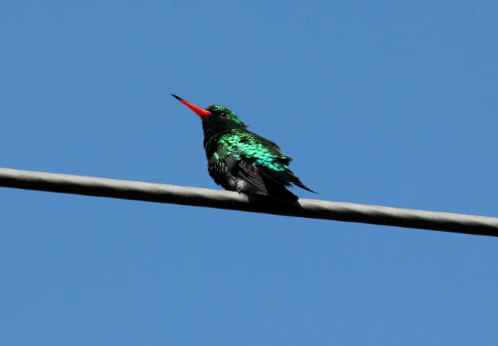 File:Glittering-bellied Emerald (Chlorostilbon lucidus) (15340418583).jpg