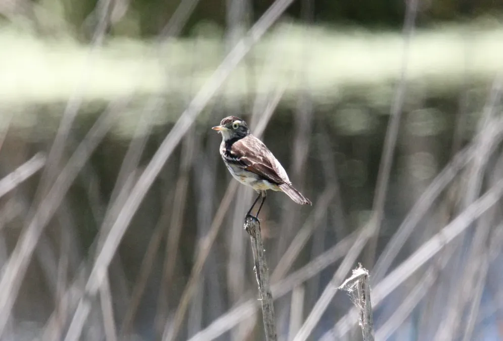 File:Spectacled Tyrant (Hymenops perspicillatus) (15934803886).jpg
