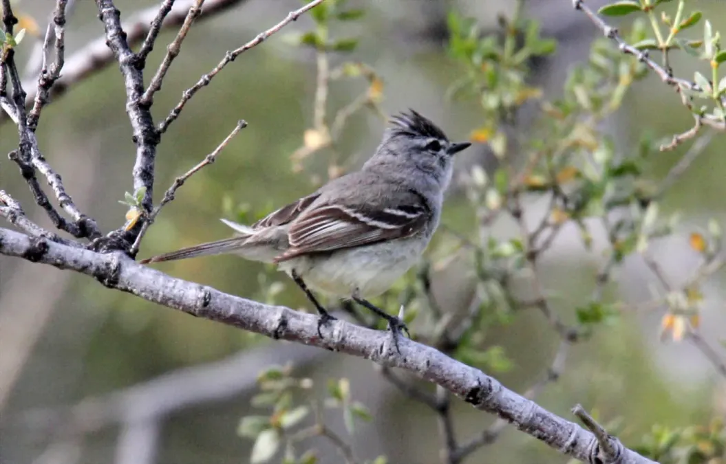 File:Straneck's Tyrannulet (Serpophaga griseicapilla) (15773343580).jpg