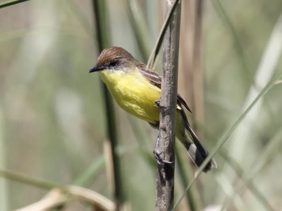 File:Warbling Doradito (Pseudocolopteryx flaviventris) (15773188928).jpg