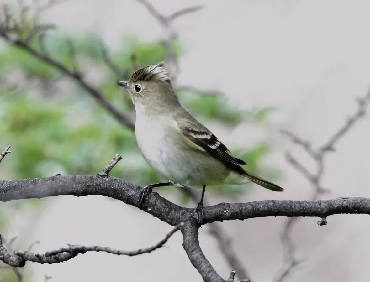 File:White-crested Elaenia (Elaenia albiceps) (15934867376).jpg