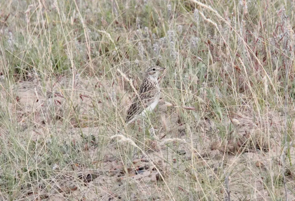 File:Short-billed Pipit (Anthus furcatus) (15773575190).jpg