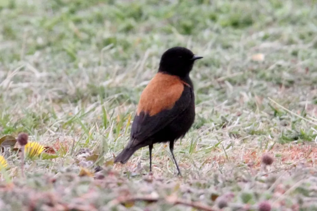 File:Austral Negrito (Lessonia rufa) (15774935867).jpg