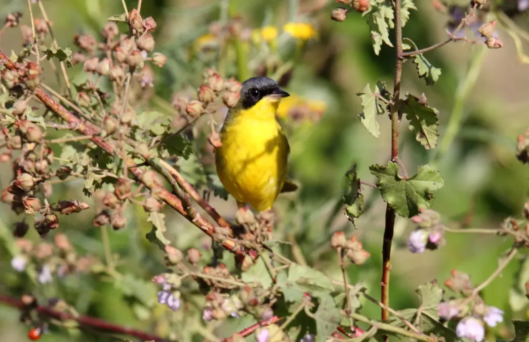 File:Southern Yellowthroat (Geothlypis velata) (15935057476).jpg