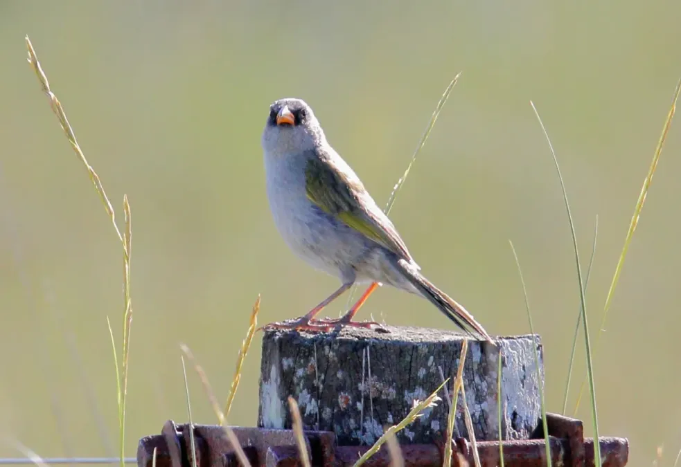 File:Great Pampa Finch (Embernagra platensis platensis) (15774069638).jpg