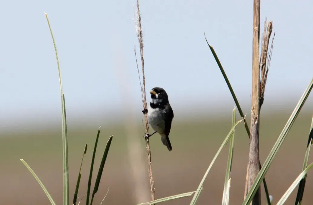 File:Double-collared Seedeater (Sporophila caerulescens) (15775754807).jpg