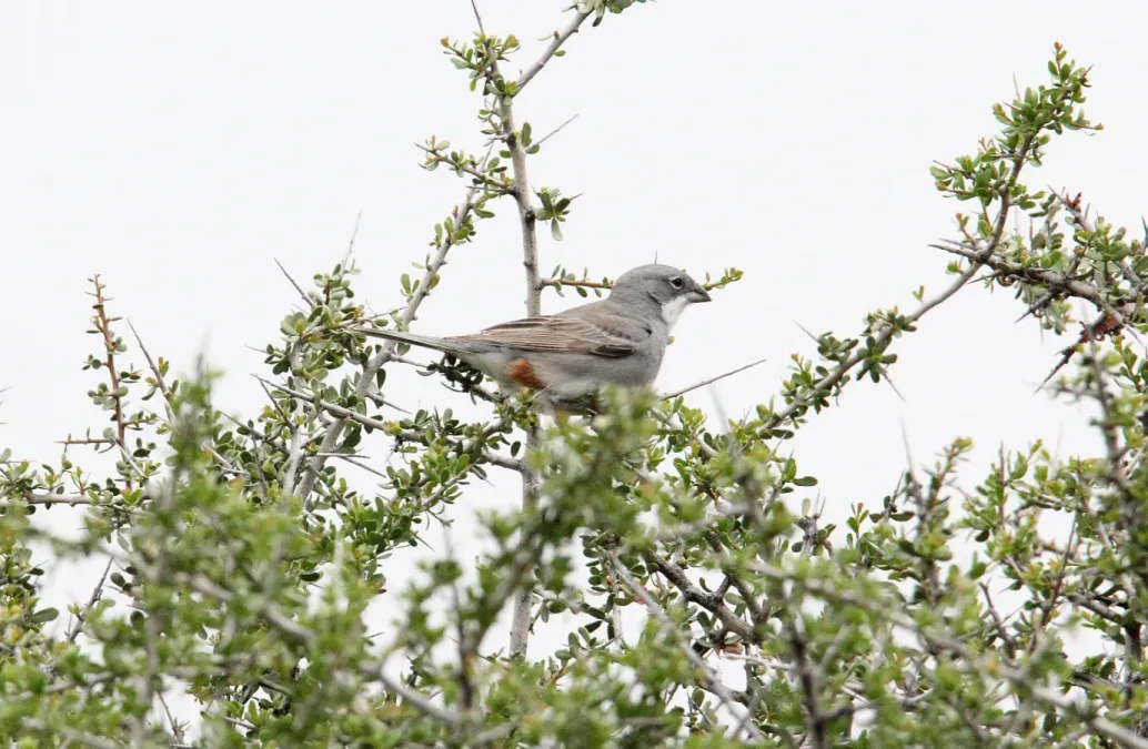 File:Common Diuca-finch (Diuca diuca) (15774085578).jpg