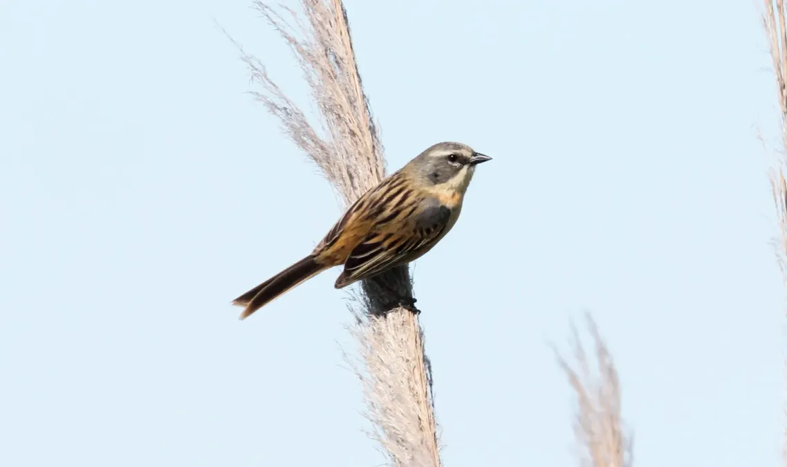 File:Long-tailed Reed-finch (Donacospiza albifrons) (15959493521).jpg