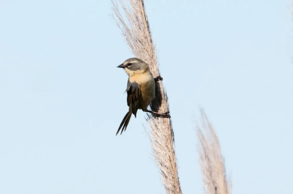 File:Long-tailed Reed-finch (Donacospiza albifrons) (15339192684).jpg