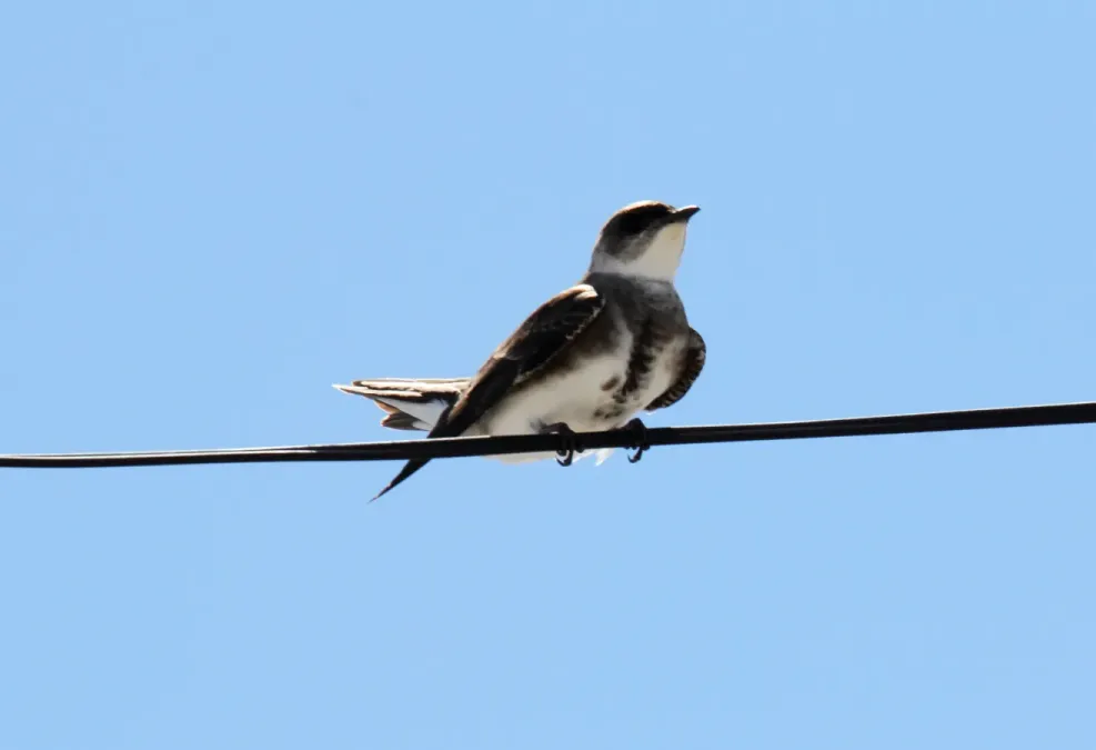 File:Brown-chested Martin (Progne tapera) (15773492780).jpg
