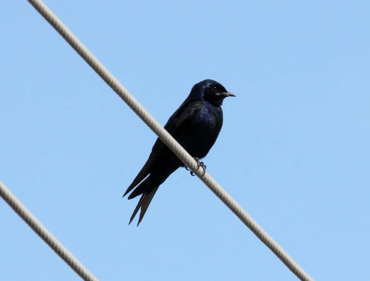 File:Southern Martin (Progne elegans) (15934988176).jpg