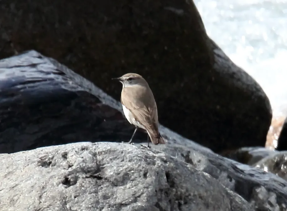 File:White-browed Ground-Tyrant (Muscisaxicola albilora) (15774926697).jpg