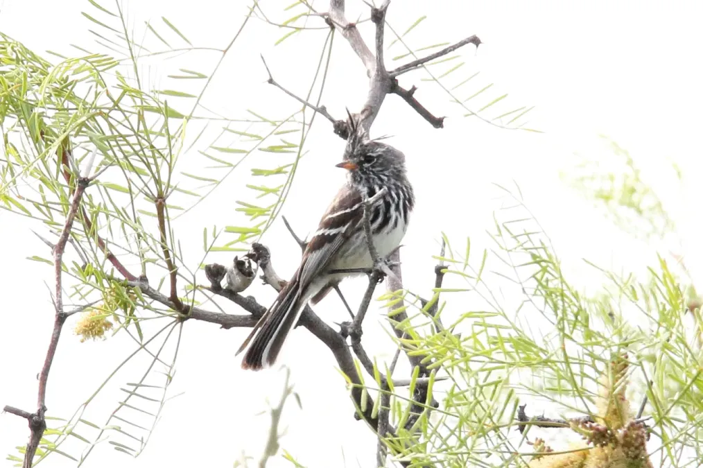 File:Yellow-billed Tit-Tyrant (Anairetes flavirostris) (15774898707).jpg
