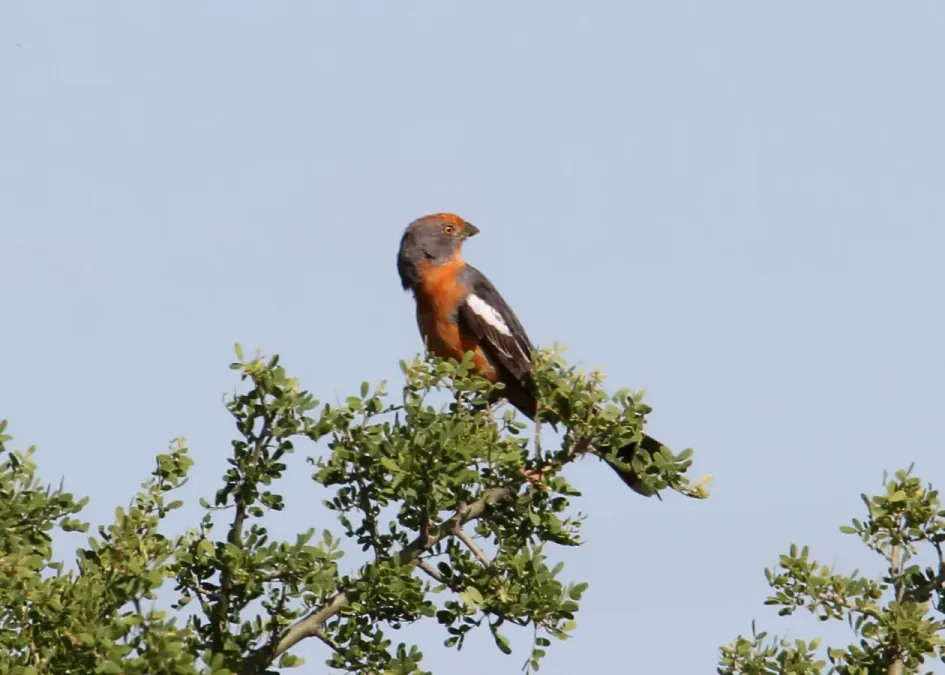 File:White-tipped Plantcutter (Phytotoma rutila) (15960115862).jpg
