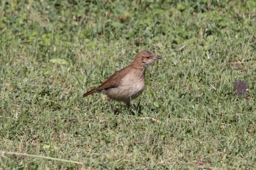 File:Creamy-bellied Thrush (Turdus amaurochalinus) (15341207923).jpg