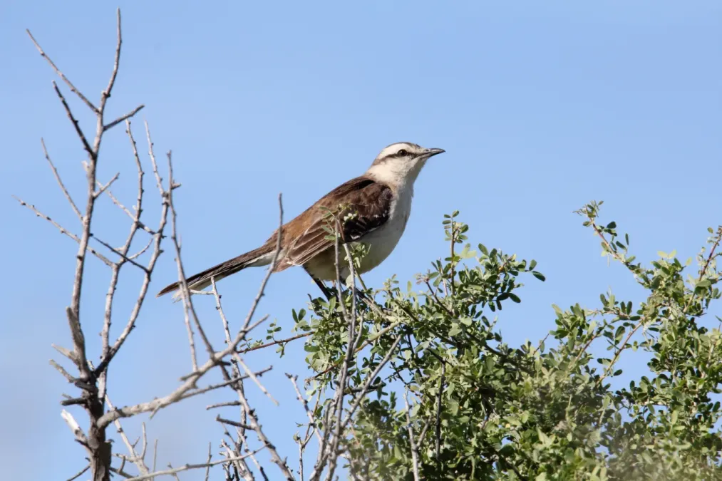 File:Chalk-browed Mockingbird (Mimus saturninus) (15341239403).jpg