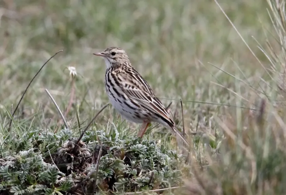 File:Correndera Pipit (Anthus correndera) (15338598934).jpg