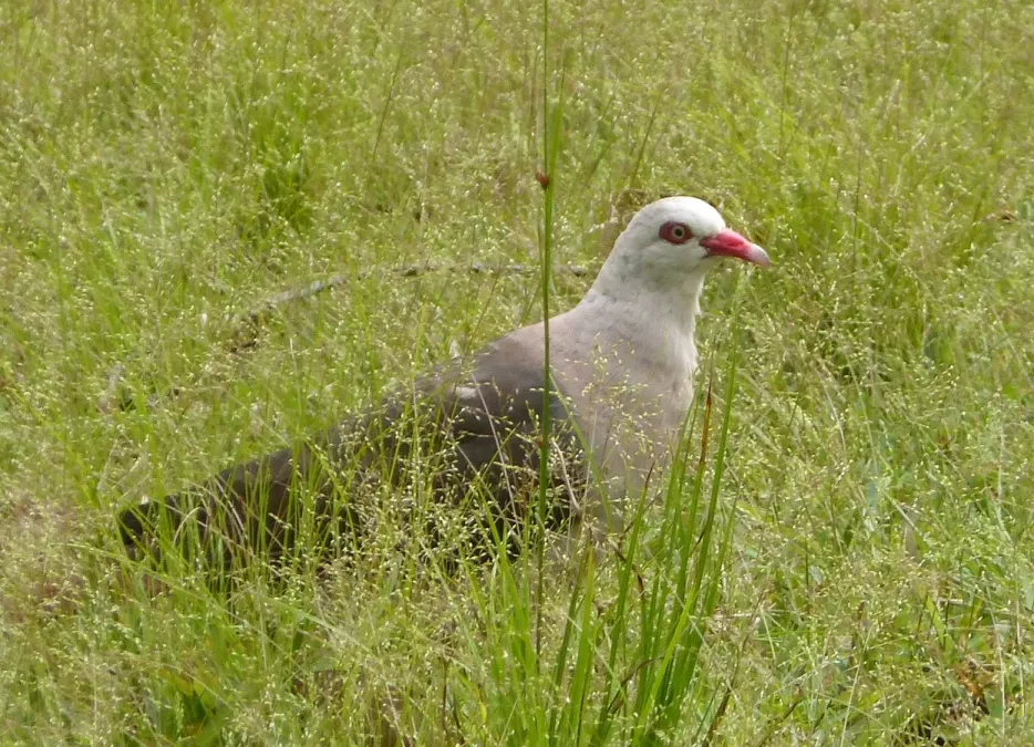 File:Pink Pidgeon. Nesoenas mayeri (16784371566).jpg