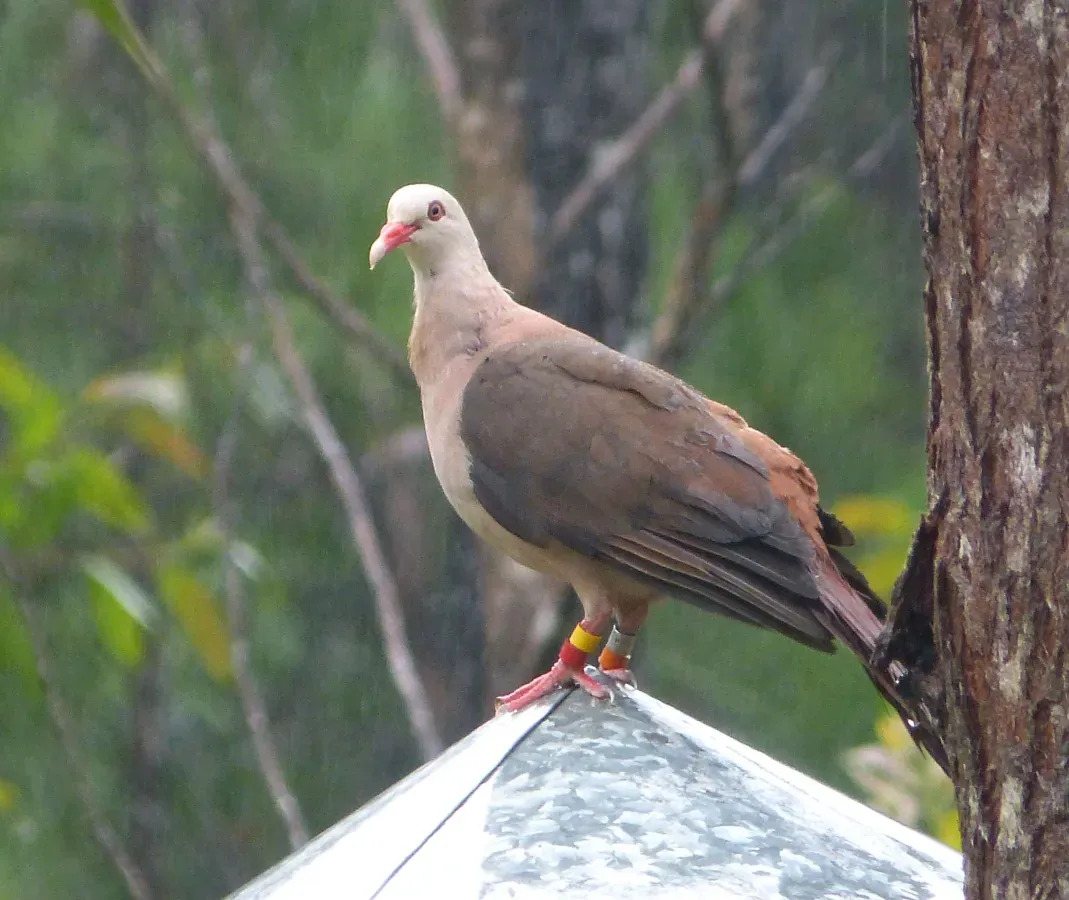 File:Pink Pigeon (Nesoenas mayeri), Mauritius (16810225975).jpg
