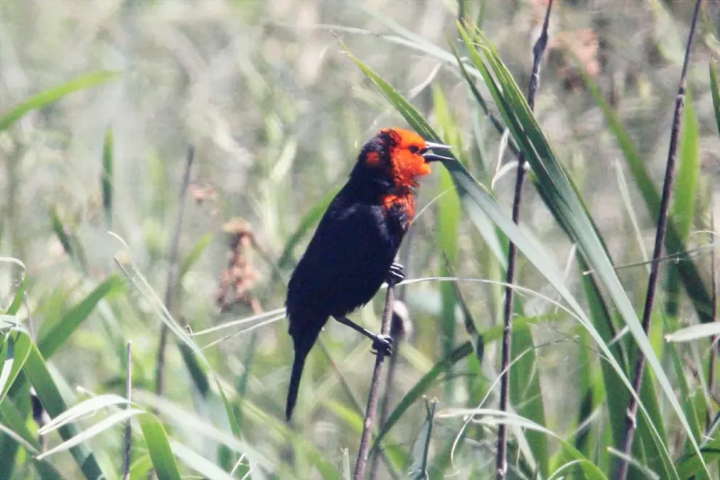 File:Scarlet-headed Blackbird (Amblyramphus holosericeus) (15775864227).jpg