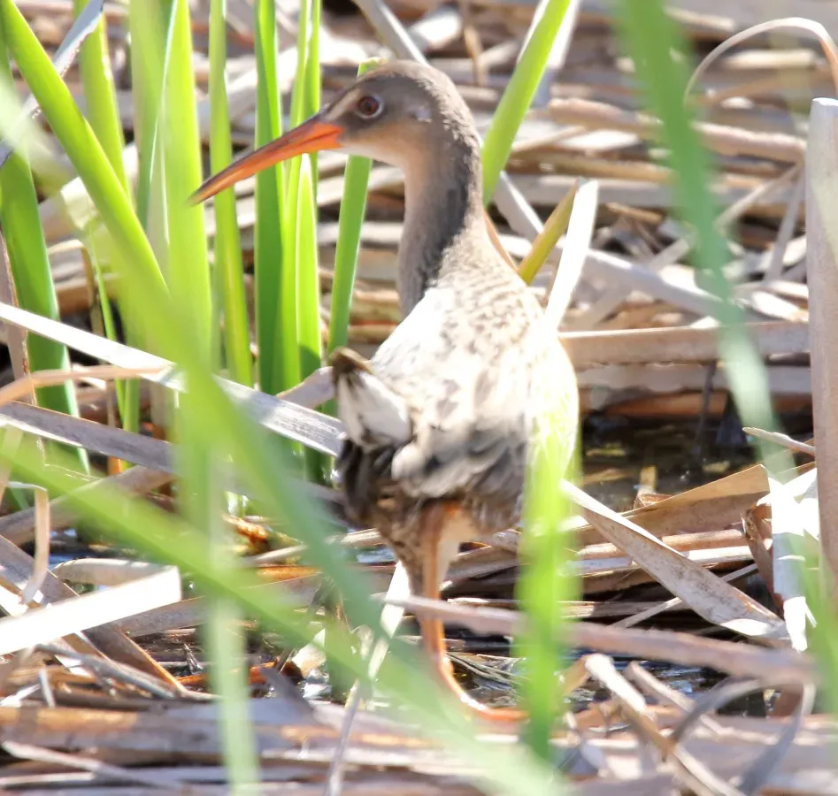 File:Ridgway's rail (Rallus obsoletus) (16592324133).jpg