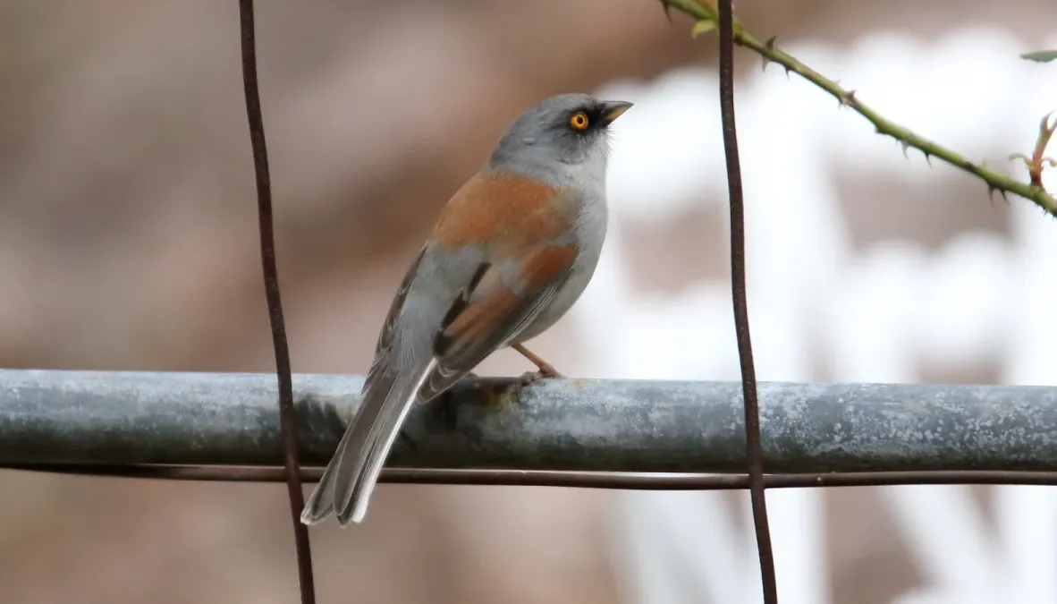 File:Yellow-eyed Junco (Junco phaeonotus) (16875162381).jpg