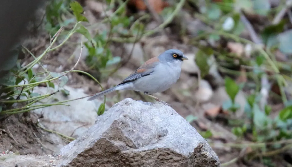 File:Yellow-eyed Junco (Junco phaeonotus) (16876153435).jpg