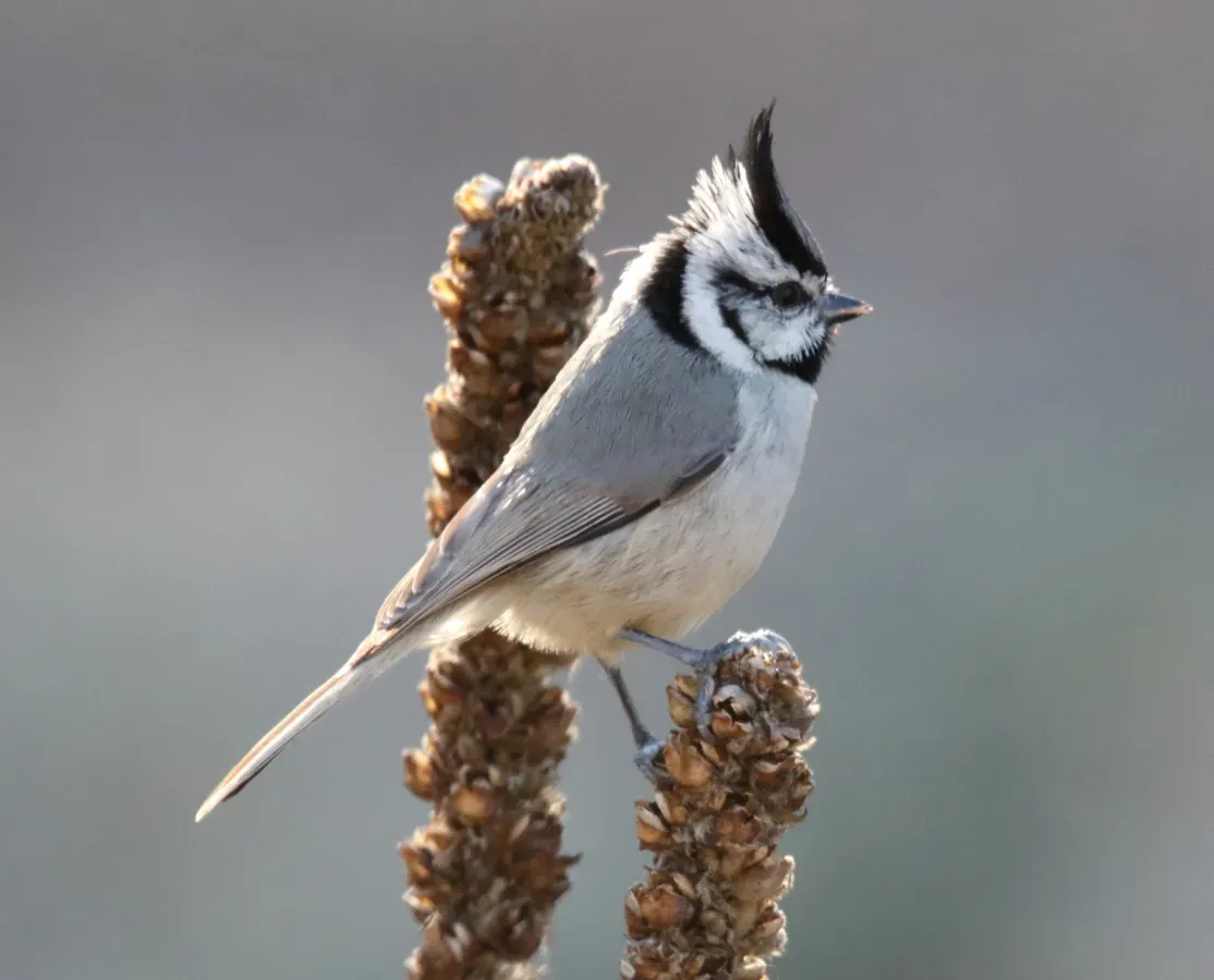 File:Bridled Titmouse (Baeolophus wollweberi) (16875140301).jpg
