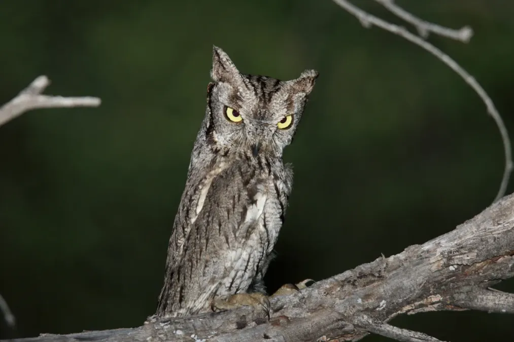 File:Western Screech-Owl (Megascops kennicottii) (17026365169).jpg