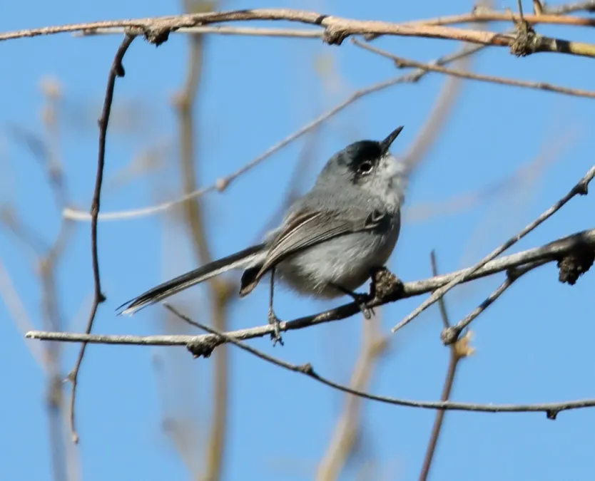 File:Black-capped Gnatcatcher (Polioptila nigriceps) (16688757420).jpg
