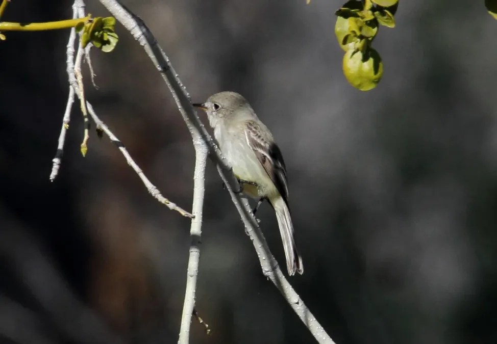 File:Hammond's Flycatcher (Empidonax hammondii) (16850237236).jpg