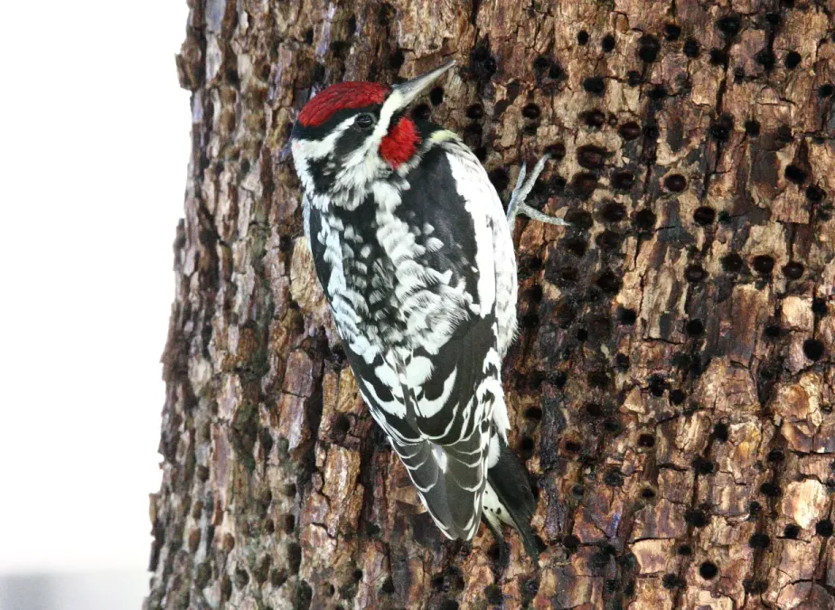 File:Red-naped Sapsucker (Sphyrapicus nuchalis) (16253752524).jpg