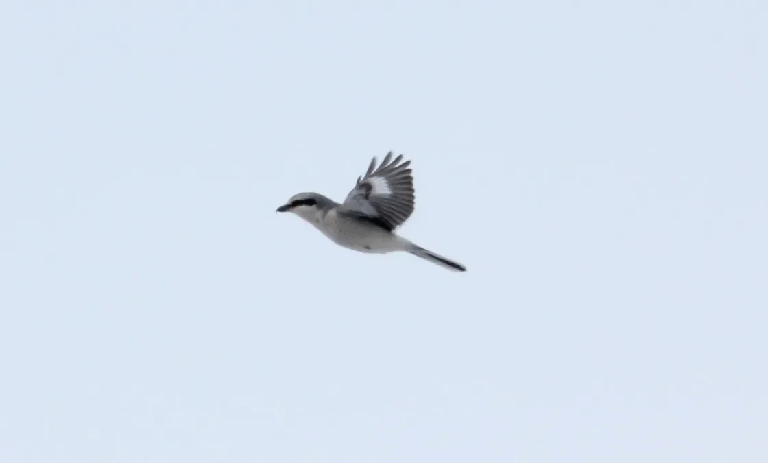 File:Northern Shrike Lanius borealis (15623059484).jpg