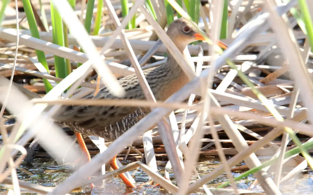 File:Ridgway's rail (Rallus obsoletus) (17024768718).jpg