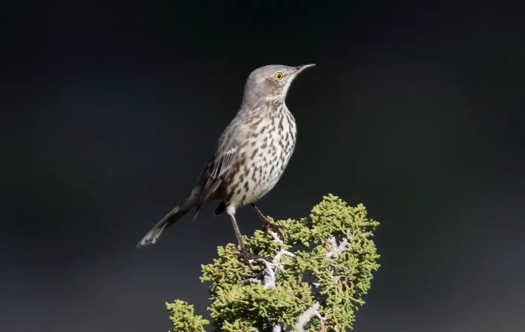 File:Sage Thrasher (Oreoscoptes montanus) (16850262096).jpg