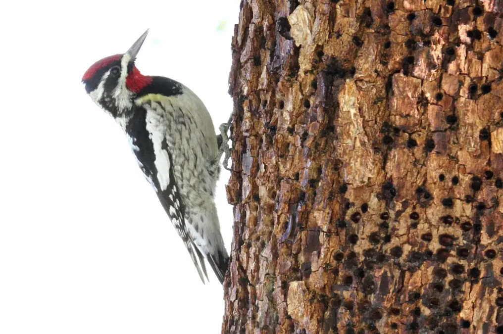 File:Red-naped Sapsucker (Sphyrapicus nuchalis) (16688484948).jpg