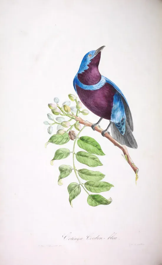 File:Oiseaux brillans du Brésil Planche 18 (Cotinga maculata).jpg
