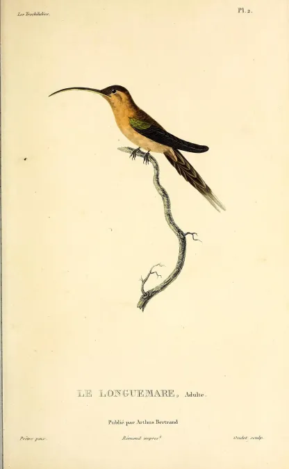File:Little hermit (Phaethornis longuemareus) - BioDivLibrary.jpg