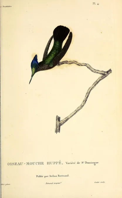 File:Antillean crested hummingbird (Orthorhyncus cristatus) - BioDivLibrary.jpg