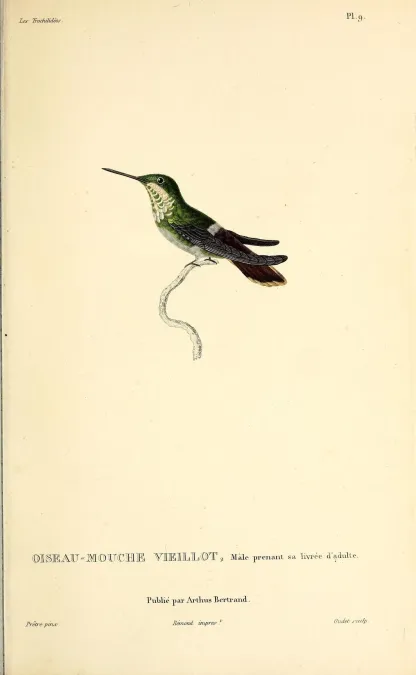 File:Festive coquette (Lophornis chalybeus) - BioDivLibrary.jpg