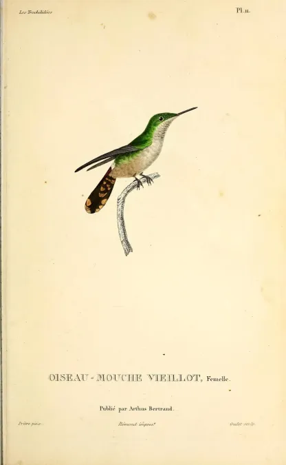 File:Festive coquette (Lophornis chalybeus) - BioDivLibrary (3).jpg